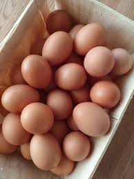 Oeuf Bio